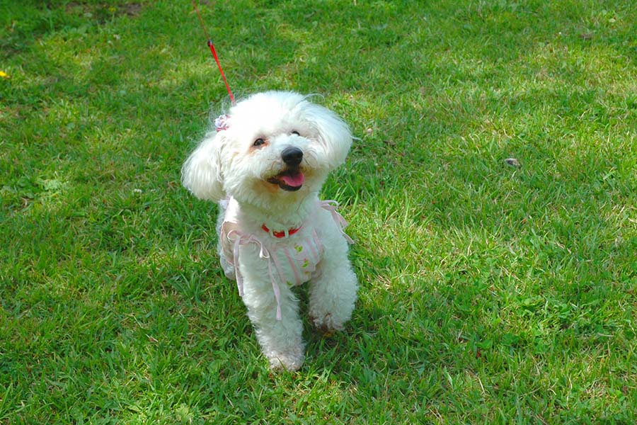 愛犬と一緒にラグジュアリーなご滞在